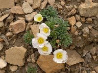 Ranunculus seguieri 13, Saxifraga-Luuk Vermeer