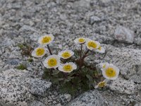 Ranunculus seguieri 14, Saxifraga-Luuk Vermeer