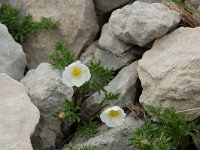 Ranunculus seguieri 3, Saxifraga-Willem van Kruijsbergen