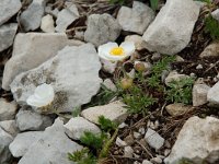 Ranunculus seguieri 5, Saxifraga-Willem van Kruijsbergen