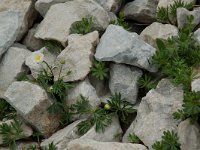 Ranunculus seguieri 6, Saxifraga-Willem van Kruijsbergen