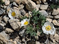 Ranunculus seguieri 7, Saxifraga-Jan van der Straaten