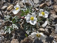 Ranunculus seguieri ssp seguieri 10, Saxifraga-Harry Jans