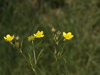 Ranunculus sprunerianus 2, Saxifraga-Jan van der Straaten