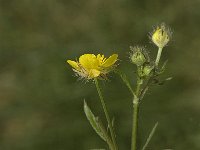 Ranunculus sprunerianus 3, Saxifraga-Jan van der Straaten