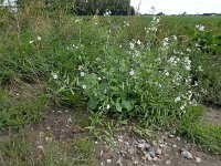 Raphanus sativus 13, Tuinradijs, Saxifraga-Ed Stikvoort