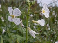 Raphanus sativus 20, Tuinradijs, Saxifraga-Ed Stikvoort