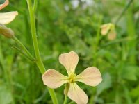 Raphanus sativus 4, Radijs, Saxifraga-Rutger Barendse