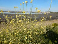 Rapistrum rugosum 10, Bolletjesraket, Saxifraga-Peter Meininger