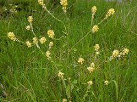 Rapistrum rugosum 12, Bolletjesraket, Saxifraga-Ed Stikvoort