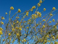 Rapistrum rugosum 15, Bolletjesraket, Saxifraga-Ed Stikvoort