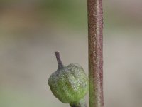 Rapistrum rugosum 17, Bolletjesraket, Saxifraga-Rutger Barendse