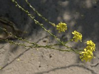 Rapistrum rugosum 18, Bolletjesraket, Saxifraga-Willem van Kruijsbergen