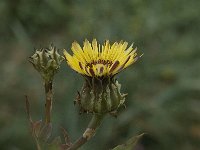 Reichardia gaditana 3, Saxifraga-Willem van Kruijsbergen