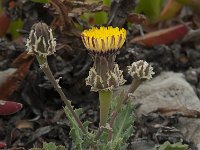 Reichardia gaditana 6, Saxifraga-Willem van Kruijsbergen