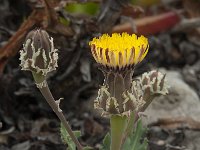 Reichardia gaditana 7, Saxifraga-Willem van Kruijsbergen