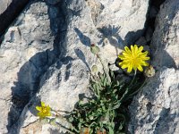 Reichardia picroides 2, Saxifraga-Jasenka Topic