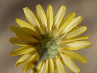 Reichardia picroides 4, Saxifraga-Sonja Bouwman  Common brighteyes - Reichardia picroides - Asteraceae familie