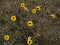 Reichardia tingitana 5, Saxifraga-Jan van der Straaten