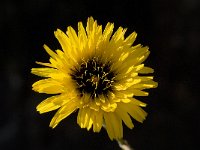 Reichardia tingitana 8, Saxifraga-Willem van Kruijsbergen