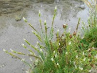 Reseda alba 15, Witte reseda, Saxifraga-Rutger Barendse