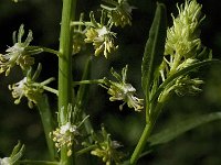 Reseda alba 3, Witte reseda, Saxifraga-Jan van der Straaten