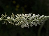 Reseda alba 4, Witte reseda, Saxifraga-Willem van Kruijsbergen