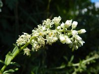 Reseda alba 5, Witte reseda, Saxifraga-Rutger Barendse