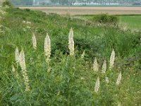 Reseda alba 9, Witte reseda, Saxifraga-Ed Stikvoort