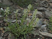 Reseda jacquini var  jacquini 1, Saxifraga-Willem van Kruijsbergen