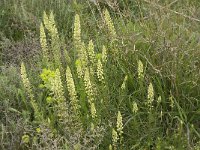 Reseda lutea 12, Wilde reseda, Saxifraga-Jan van der Straaten