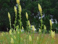 Reseda lutea 14, Wilde reseda, Saxifraga-Ed Stikvoort