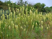 Reseda lutea 17, Wilde reseda, Saxifraga-Ed Stikvoort