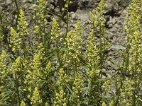 Reseda lutea 2, Wilde reseda, Saxifraga-Jan van der Straaten