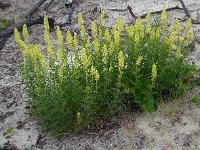 Reseda lutea 26, Wilde reseda, Saxifraga-Ed Stikvoort