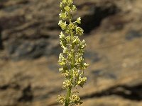 Reseda lutea 8, Wilde reseda, Saxifraga-Jan van der Straaten