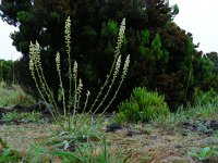 Reseda luteola 10, Wouw, Saxifraga-Ed Stikvoort