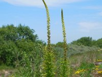 Reseda luteola 11, Wouw, Saxifraga-Ed Stikvoort