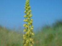 Reseda luteola 12, Wouw, Saxifraga-Ed Stikvoort