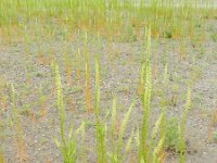 Reseda luteola 19, Wouw, Saxifraga-Rutger Barendse