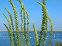 Reseda luteola 8, Wouw, Saxifraga-Ed Stikvoort