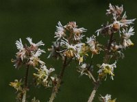 Reseda media 2, Saxifraga-Willem van Kruijsbergen