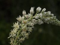 Reseda suffruticosa 2, Saxifraga-Jan van der Straaten