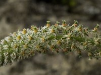 Reseda undata 2, Saxifraga-Willem van Kruijsbergen