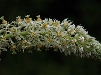 Reseda undata 3, Saxifraga-Willem van Kruijsbergen