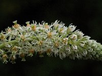 Reseda undata 4, Saxifraga-Willem van Kruijsbergen