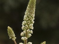 Reseda undata 5, Saxifraga-Jan van der Straaten