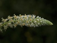 Reseda undata 6, Saxifraga-Jan van der Straaten