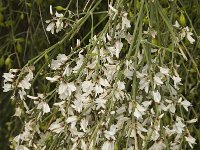 Retama monosperma 13, Saxifraga-Jan van der Straaten