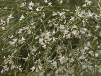 Retama monosperma 14, Saxifraga-Jan van der Straaten